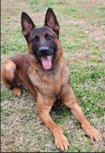 Stanly County Sheriff s Office Locates Missing K9 Officer The Stanly